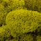 12 Pack: SuperMoss® Preserved Chartreuse Reindeer Moss